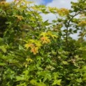 Acer shirasawanum 'Jordan' - Foto 3
