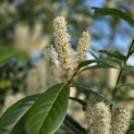 Prunus laurocerasus 'Rotundifolia' - Foto 4