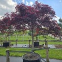 Acer palmatum 'Garnet' - 1