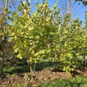 Corylus Avellana 'Aurea' - 1