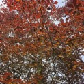 Fagus sylvatica 'Atropunicea' - 3