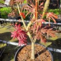 Acer palmatum 'Trompenburg' - 3