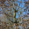 Carpinus betulus - 5