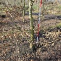 Carpinus betulus - 7