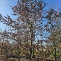 Carpinus betulus - 6