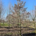 Carpinus betulus - 8