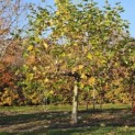 Platanus hispanica - 6