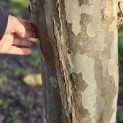 Platanus hispanica - litteken stam