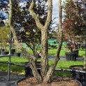 Quercus Suber - Foto 1