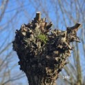 Salix Alba - 1