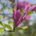Magnolia liliiflora 'Nigra' - 1