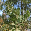 Quercus Suber - 8