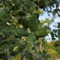 Quercus Suber - 1