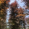 Fagus sylvatica 'Atropunicea' - Foto 2