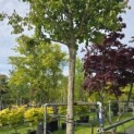 Parrotia persica - 1