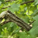 Liquidambar styraciflua - 5