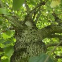 Tilia x europaea - 6
