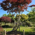 Acer palmatum 'Bloodgood' - 1