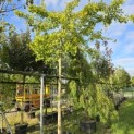 Ginkgo biloba 'Horizontalis' - Foto 1
