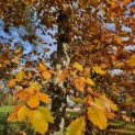 Fagus sylvatica 'Atropunicea' - 2