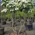 Cornus kousa Chinensis - 2