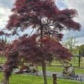 Acer palmatum 'Garnet' - 2