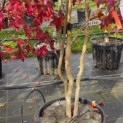 Liquidambar styraciflua - 2