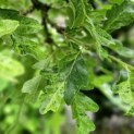 Quercus cerris 'Marmor Star' - 3