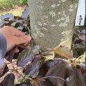 Fagus sylvatica 'Atropunicea' - Foto 2