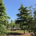 Cedrus deodara 'Aurea' - 4