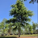 Cedrus deodara 'Aurea' - 3