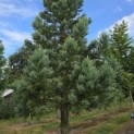 Sequoiadendron giganteum 'Glaucum' - Foto 2