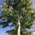Heptacodium miconioides - 6