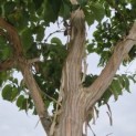 Heptacodium miconioides - Foto 1