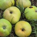 Malus domestica 'Zoete Aagt' - Foto 4