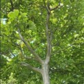 Cornus kousa 'Chinensis' - Foto 1