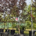 Acer palmatum 'Red Emperor' - Foto 2