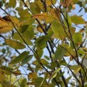 Amelanchier lamarckii - 1