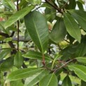 Photinia fraseri 'Red Robin' - 2