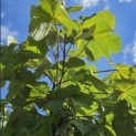 Firmiana simplex - Foto 1
