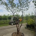 Acer griseum - 4