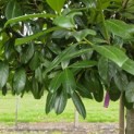 Prunus laurocerasus 'Novita' - Foto 4