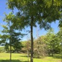 Gleditsia triacanthos ‘Sunburst' - 1