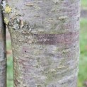 Prunus avium 'Regina' - 1