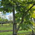 Acer platanoides 'Princeton Gold' - Foto 3