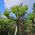 Platanus x hispanica - Foto 2