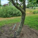 Platanus x hispanica - Afbeelding 4