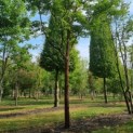 Acer griseum x nikoense - Foto 4
