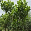 Liriodendron tulipifera 'Aureomarginatum' - 1