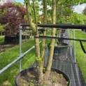 Corylus colurna - Foto 9